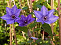 Clematis King Sing Blue IMG_7156 Powojnik